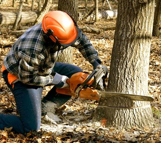 Tree Removal in Bennington, KS